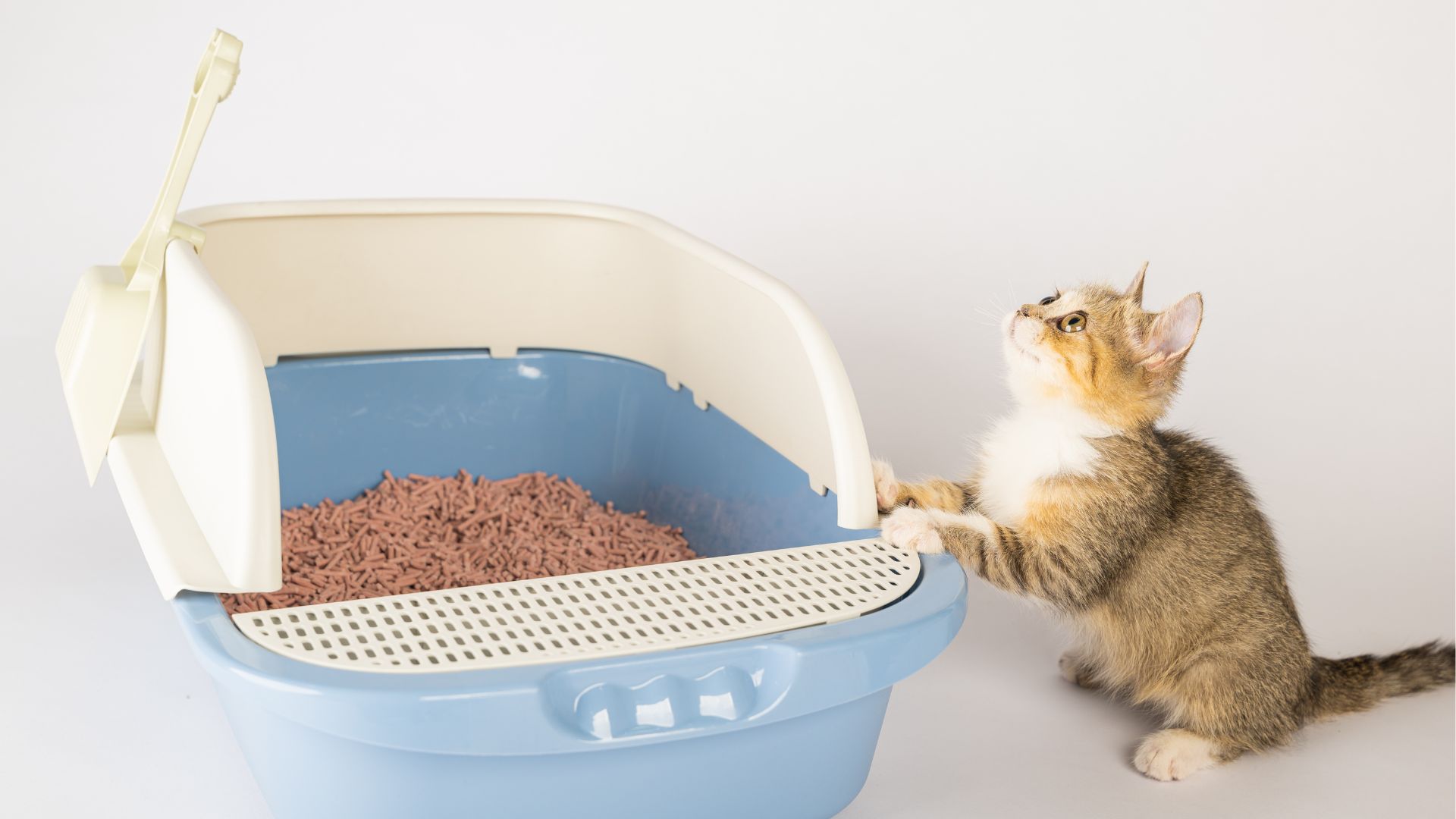 Las Mejores Arenas Para Gatos En Bogot Parceros Felinos