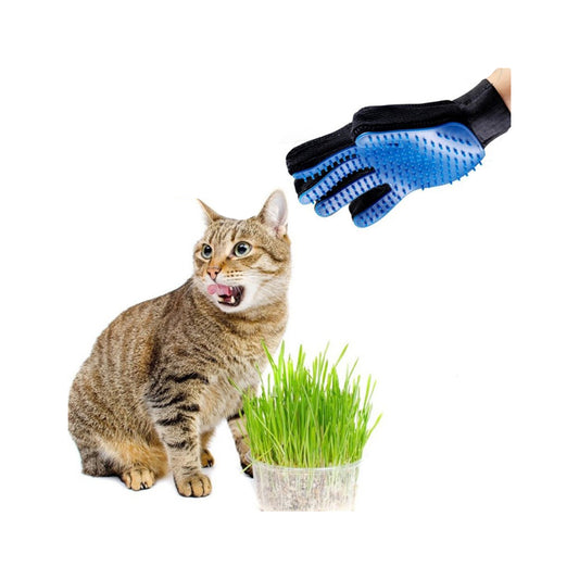 KIT PARA SEMBRAR PASTO GATOS