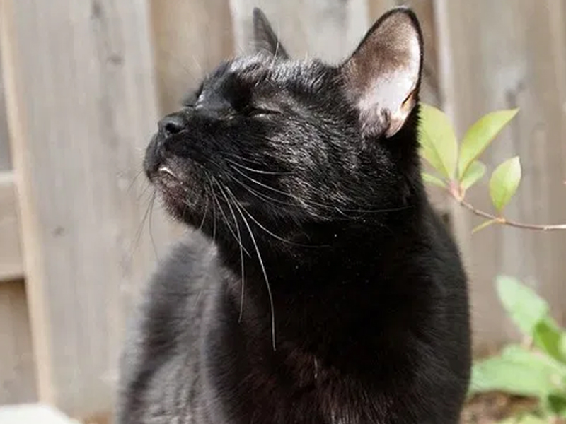 Los gatos odian oler estas 6 cosas