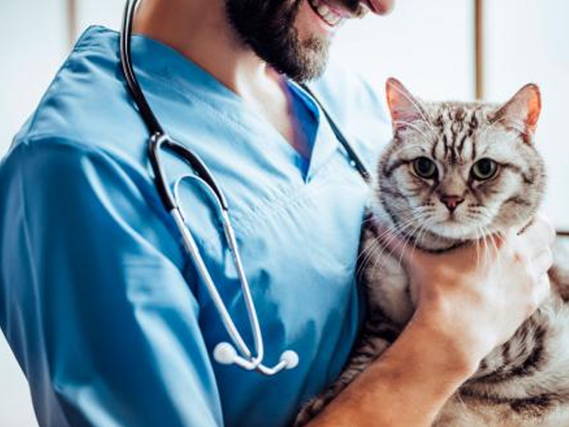¿Cómo elegir al veterinario adecuado para mi gato?