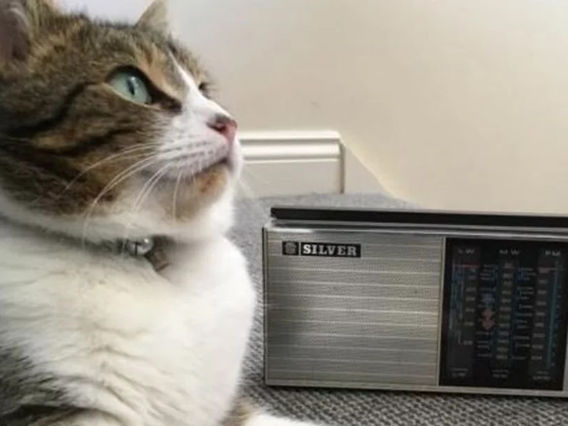 ¿La música para gatos funciona?