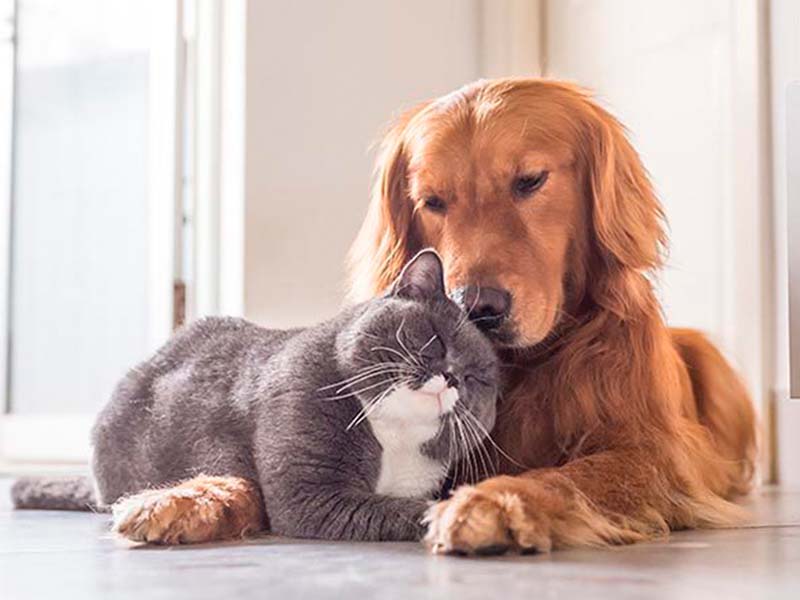 Rompiendo mitos entre perros y gatos