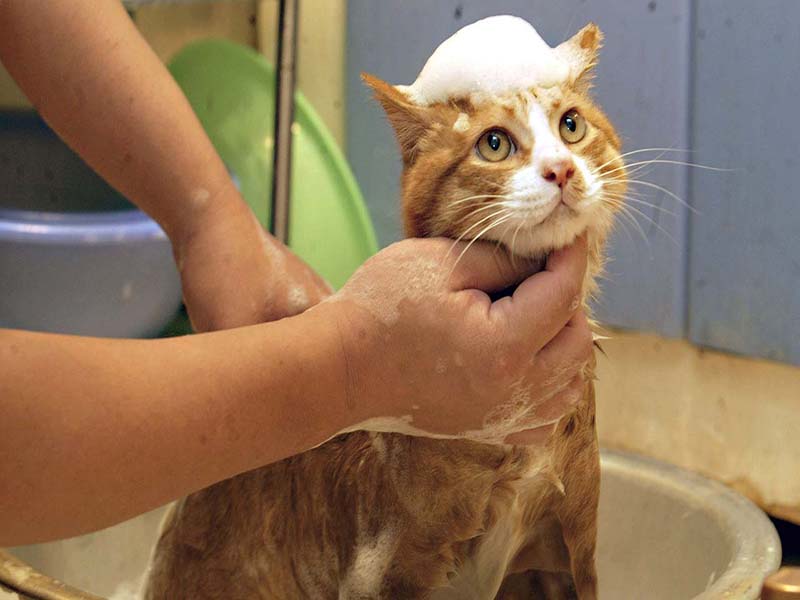 ¿Cómo mantener una buena higiene en mi gato?