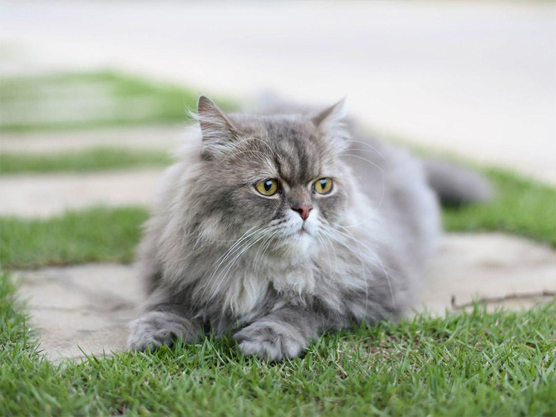 Gato persa, tudo que você precisa saber! 🐱❤ 