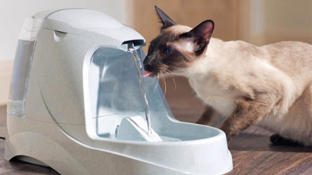 hidratación felina