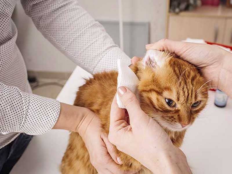 Otitis en gatos: síntomas y tratamiento