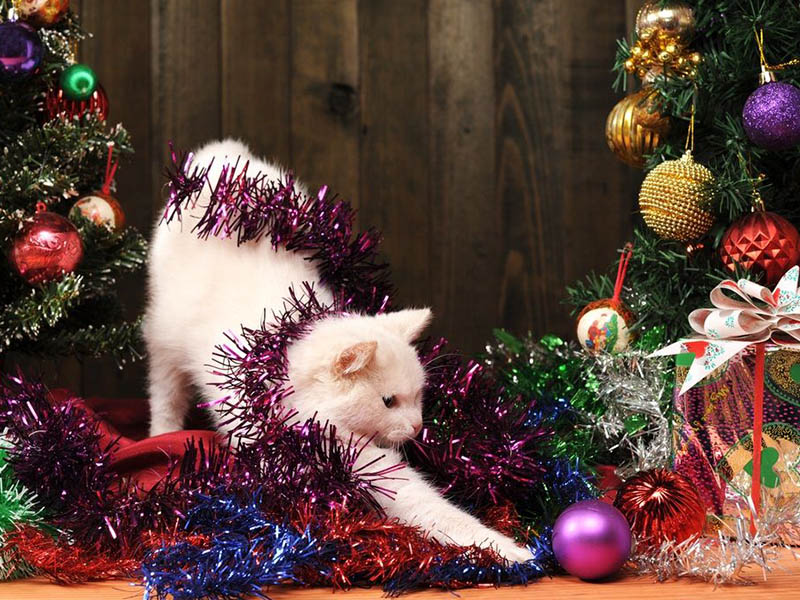 Consejos para que tu gatos disfruten de una navidad segura