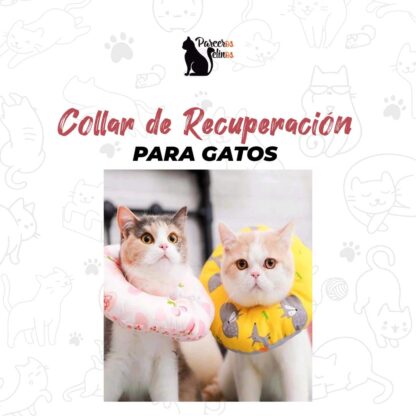 COLLAR DE RECUPERACIÓN PARA GATOS parceros felinos