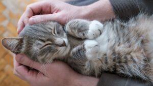 ¿Por qué mi gato duerme sobre mis piernas?