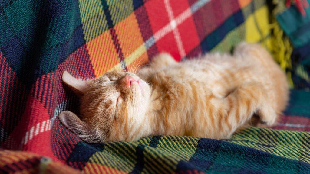 Posturas en las que duermen los gatos y su significado