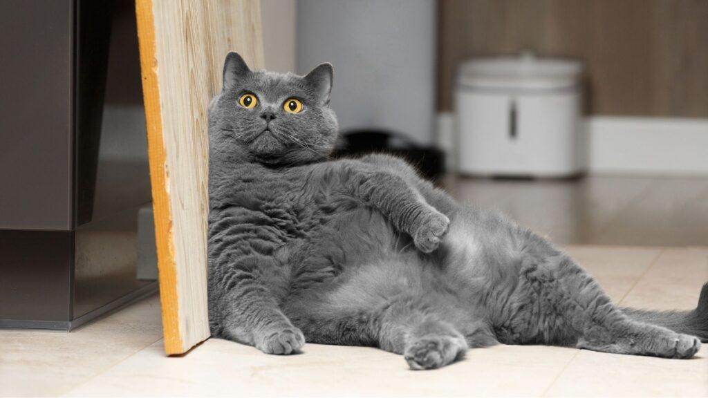 ¿Cómo poner a dieta a un gato obeso?