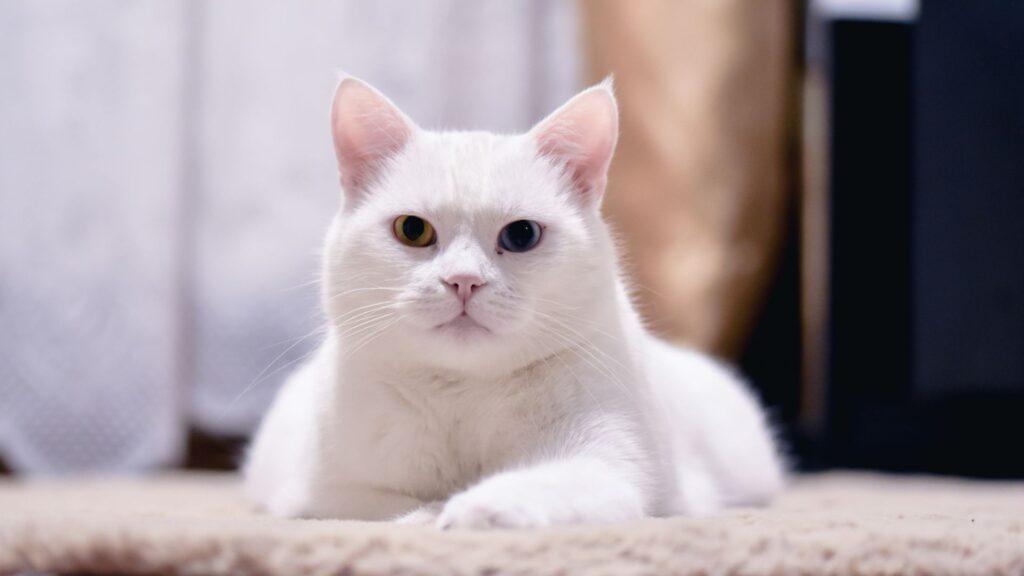 Todo lo que debes saber sobre los gatos albinos