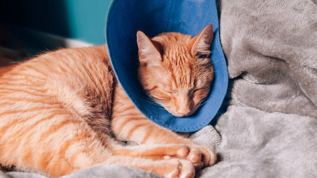 ¿Cómo cuidar a tu gato luego de una cirugía?