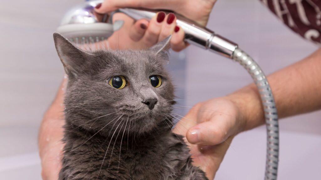 ¿Cómo escoger el shampoo ideal para mi gato?