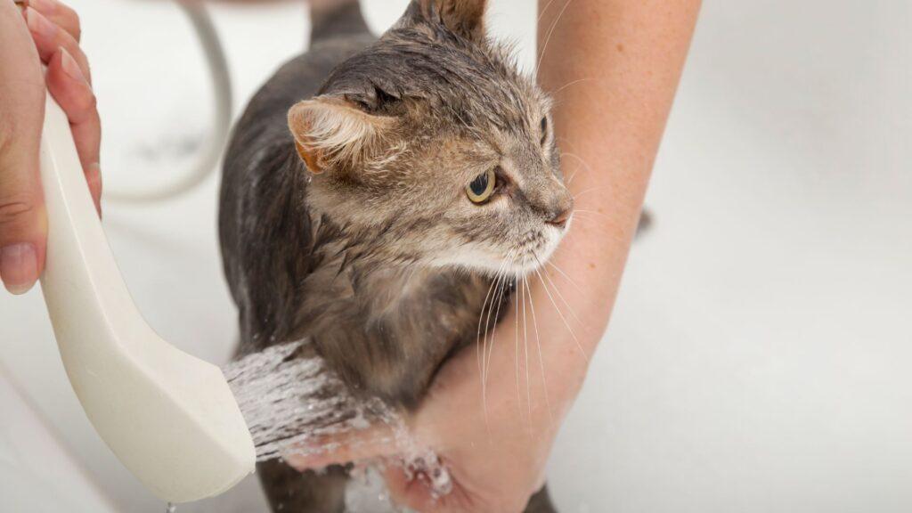 Entérate con qué frecuencia debes bañar a tu gato