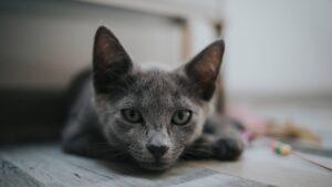 ¿Cómo tratar la diarrea en gatos?