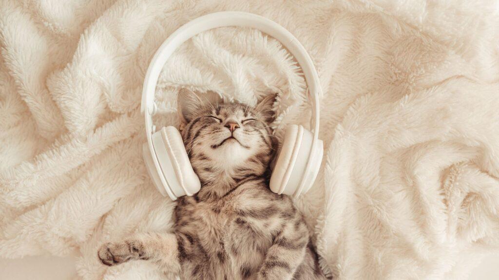 ¿Qué música les gusta a los gatos?
