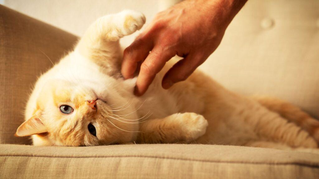 6 consejos para hacer feliz a tu gato