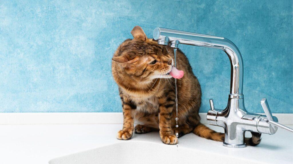 ¿Cómo saber si tu gato está deshidratado?