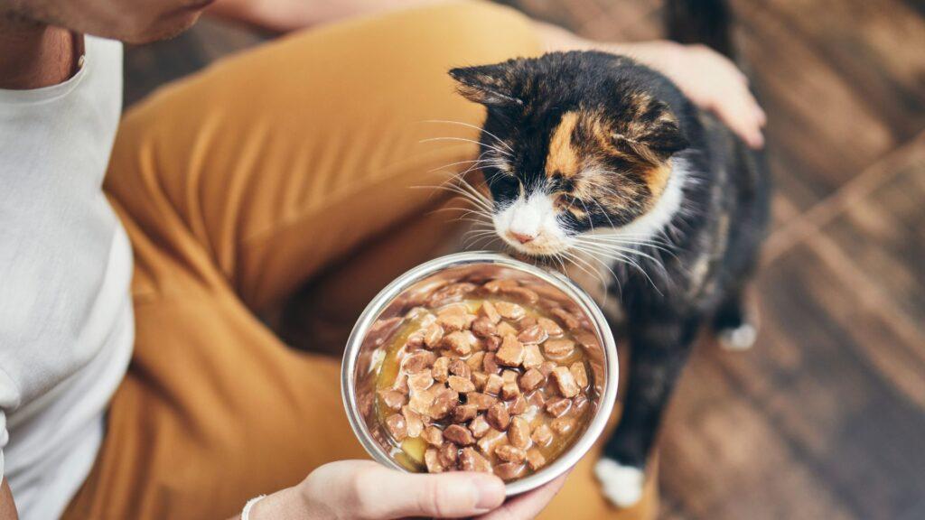 ¿Qué puede comer un gato con problemas urinarios?