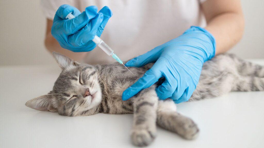 ¿Conoces las vacunas y desparasitaciones que debe tener tu gato?