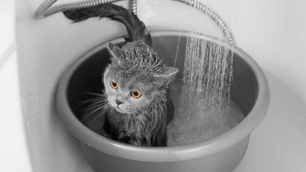 ¿Es bueno bañar a mi gato?