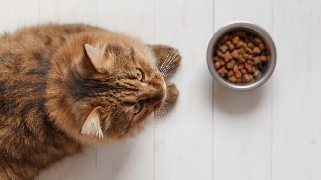 ¿Cómo cambiar la alimentación de tu gato?