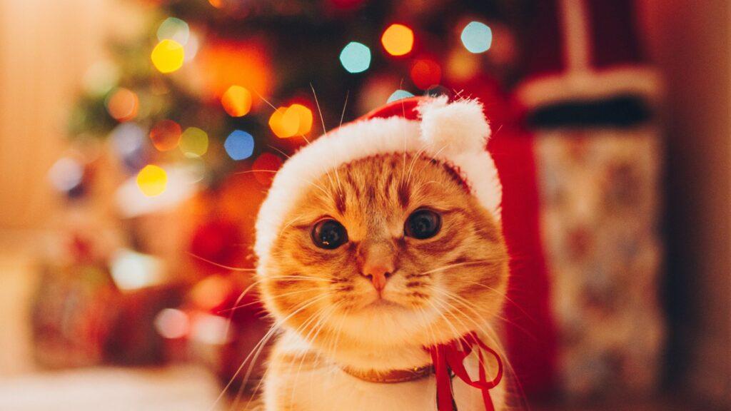 5 consejos para el cuidado de tu gato en Navidad