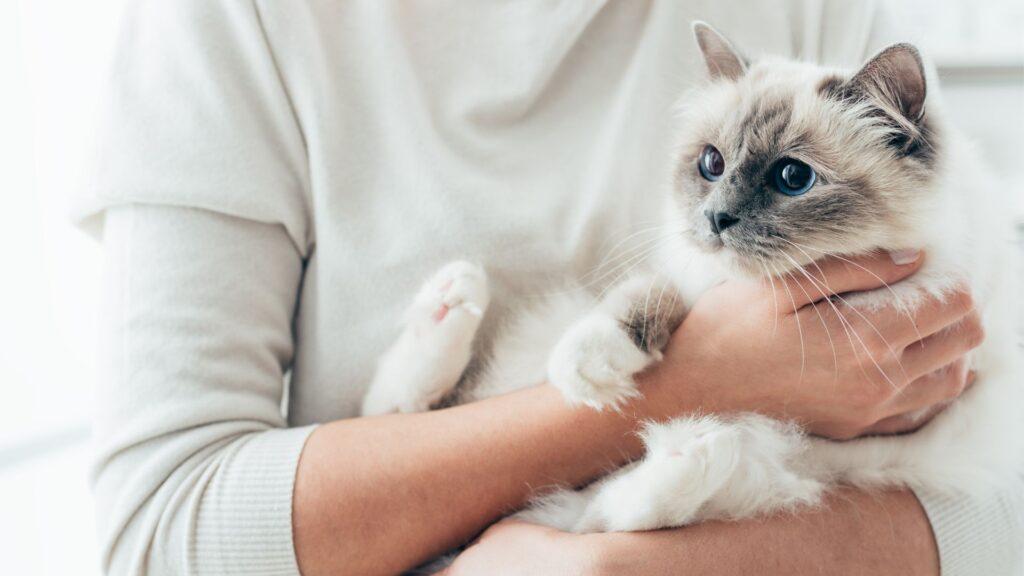 Cómo entender el comportamiento de los gatos