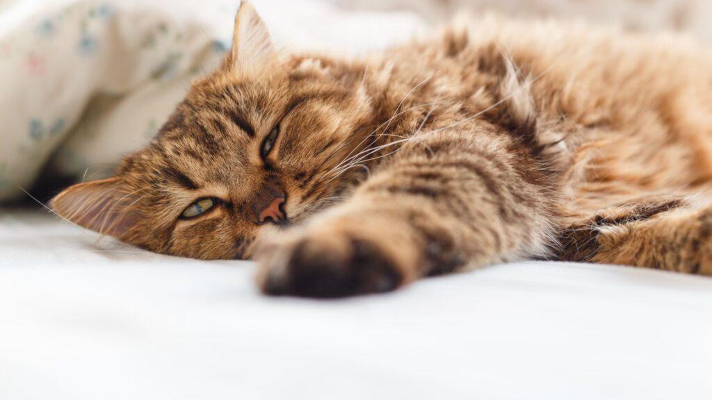 Enfermedades comunes en los gatos y cómo prevenirlas