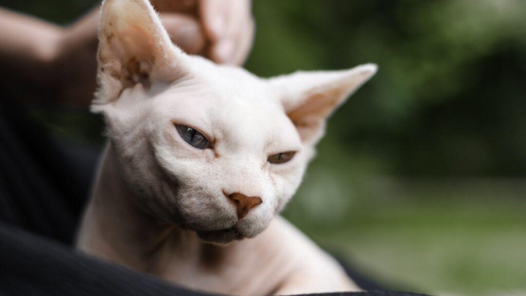 Razas de gatos populares y sus características