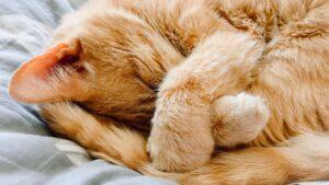 ¿Qué pasa si mi gato tiembla mientras duerme?