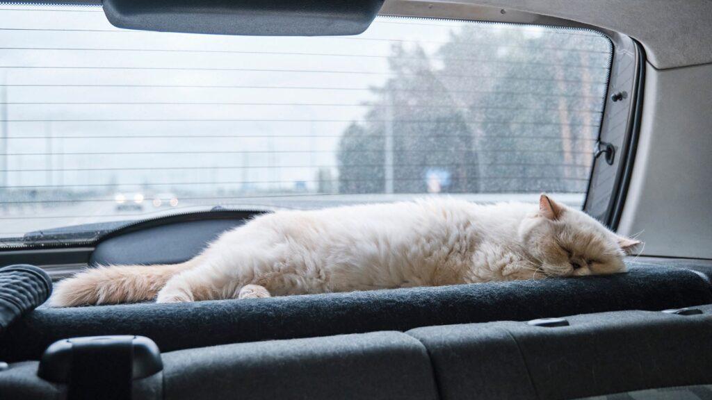 Consejos para viajar en carro con tu gato