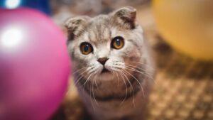 Los gatos y su miedo a los globos