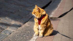 ¿Cómo enseñar a tu gato a pasear usando una correa?