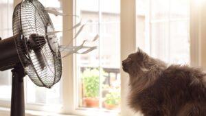 5 Cuidados esenciales para un gato cuando llega el calor