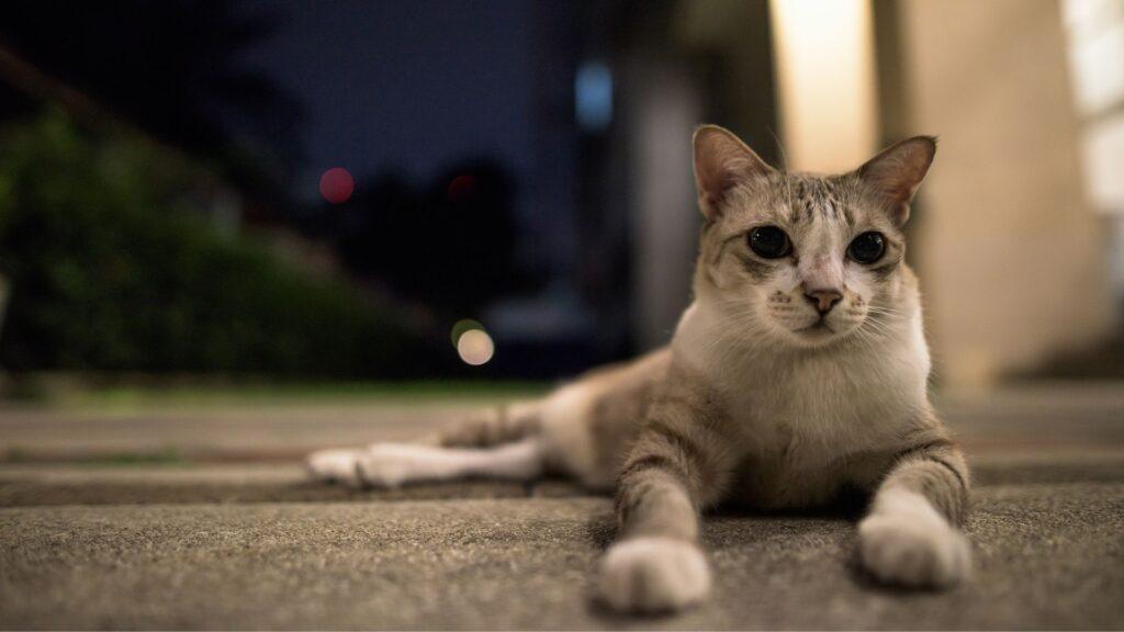 5 Curiosidades sobre la visión nocturna de los gatos