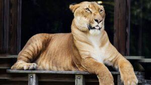 El récord mundial del gato más grande jamás registrado