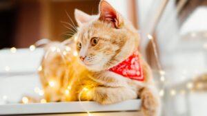 Los gatos y su fascinación por las luces láser. ¿Por qué ocurre?