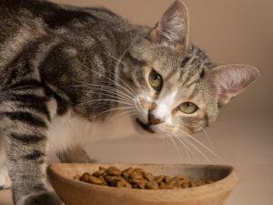 6 consejos clave para garantizar la salud de tu gato