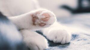 Cómo darle a tus gatos las patas más suaves y lindas