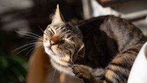 Recomendaciones para prevenir y tratar las pulgas en gatos
