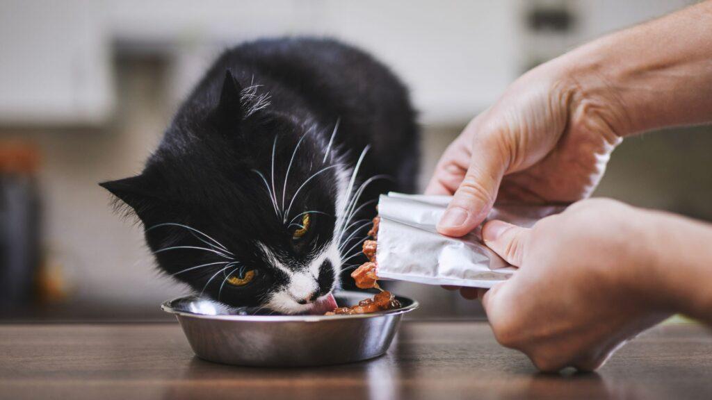 Mejores alimentos húmedos para gatos en Bogotá