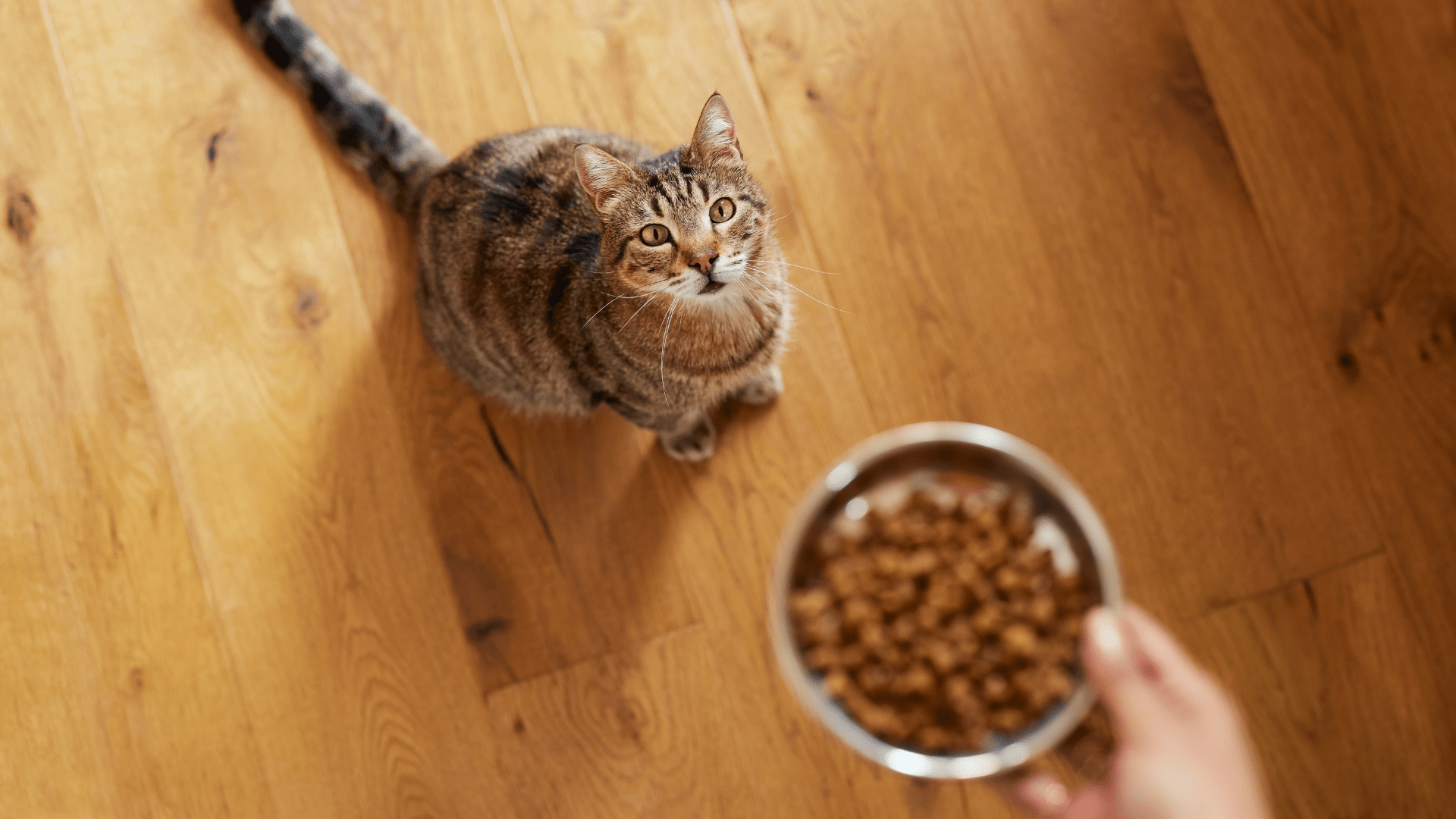 5 Razones por las que tu Gato Prefiere Alimento Húmedo sobre Seco -  Parceros Felinos