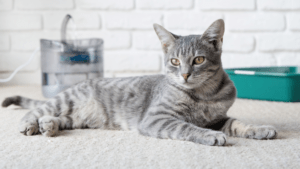 Arenas para Gatos con Sensibilidad: Opciones que Debes Considerar