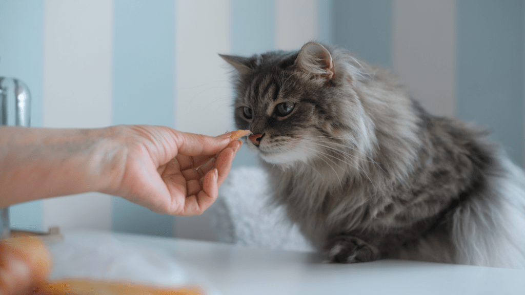 Consejos para Introducir Nuevos Snacks en la Dieta de tu Gato
