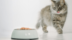 Los Beneficios del Alimento Húmedo para la Salud de tu Gato