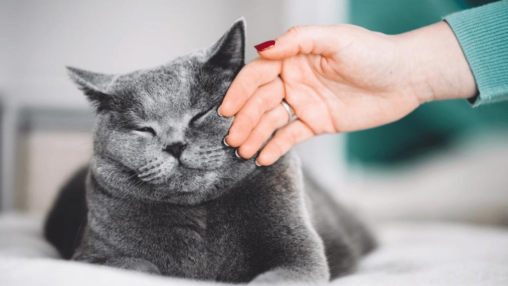 5 cosas que podrías estar haciendo mal con tu gato