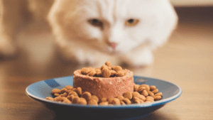 Alimento Húmedo vs. Alimento Seco: ¿Cuál es Mejor para tu Gato?