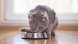 Guía para Principiantes: Cómo Alimentar a tu Gato Correctamente